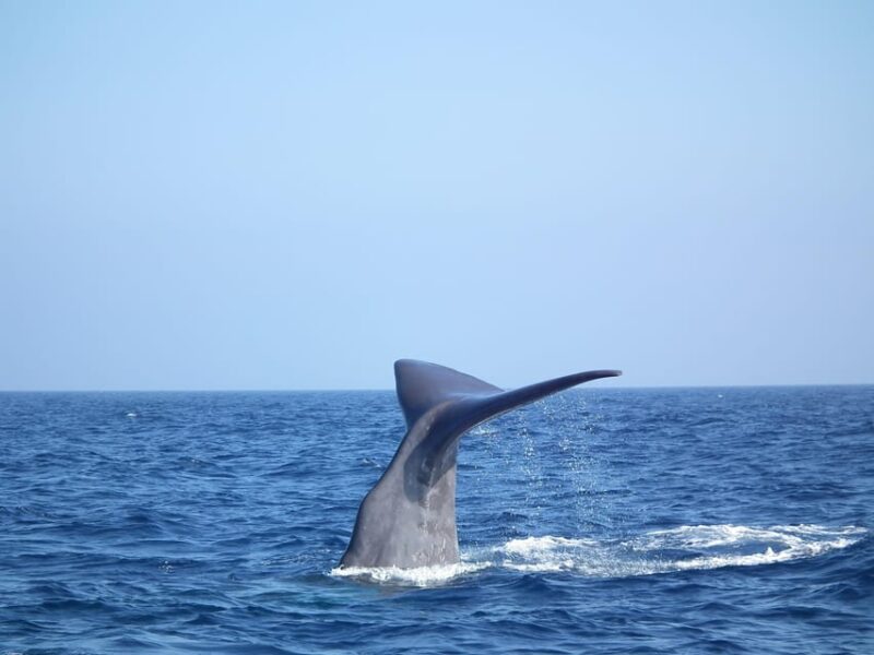 Whale-Watching, Dolphins & Whales From Bandol - Key Points