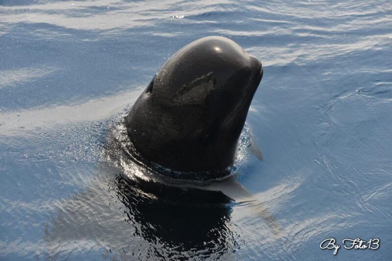 Whale-Watching, Dolphins & Whales From Bandol - Booking Information