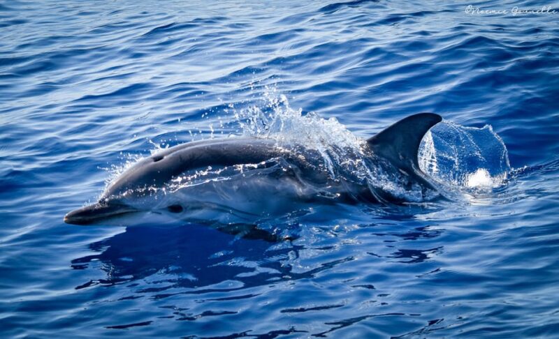 Whale-Watching, Dolphins & Whales From Bandol - Additional Features