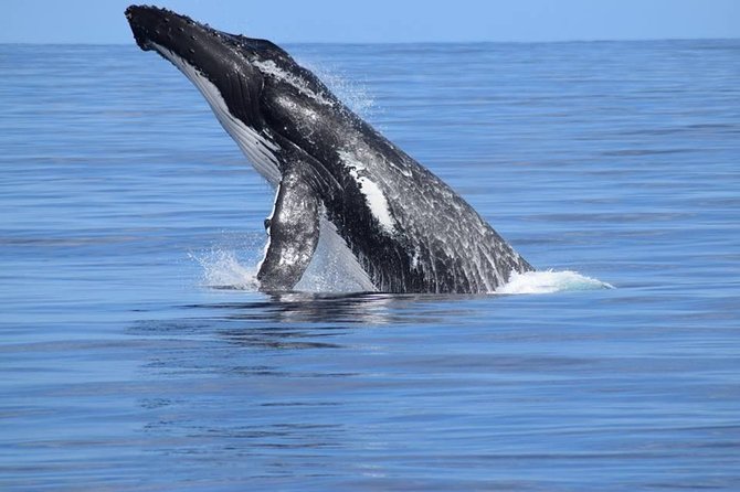 Whale Watching Dunsborough - Tour Details