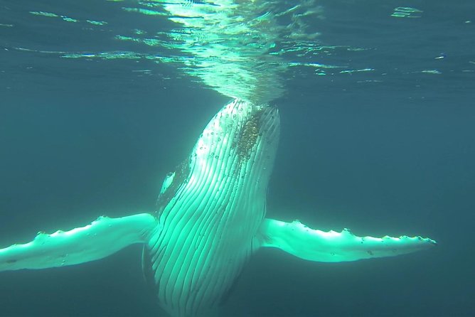 Whale Watching Dunsborough - Booking Information