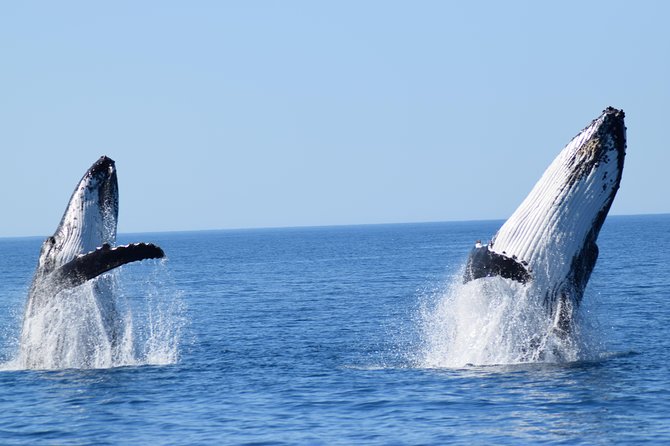Whale Watching Dunsborough - Best Viewing Sites
