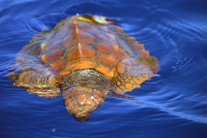 Whale Watching Eco-Adventure From Costa Adeje - Meeting and Pickup