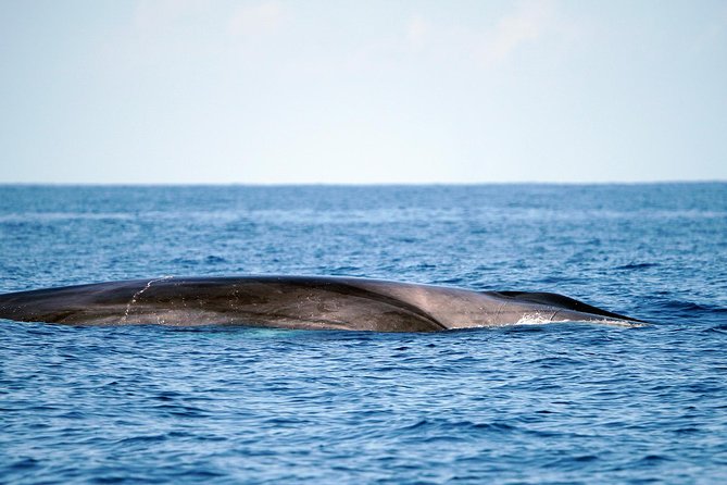 Whale Watching Eco-Adventure From Costa Adeje - Reviews and Ratings