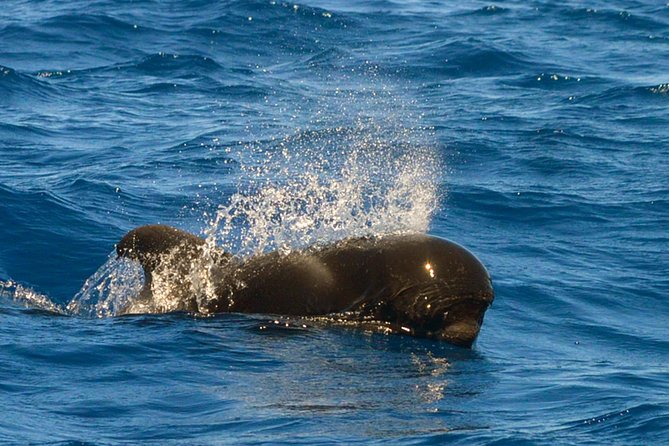 Whale Watching Eco-Adventure From Costa Adeje - Whale Sightings