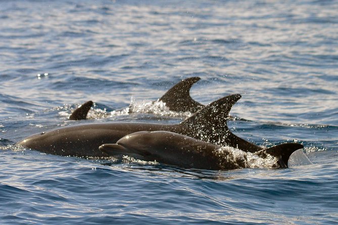 Whale Watching Eco-Adventure From Costa Adeje - Marine Protected Area