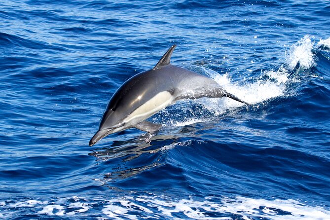 Whale Watching Excursion in Dana Point - Vessel and Amenities