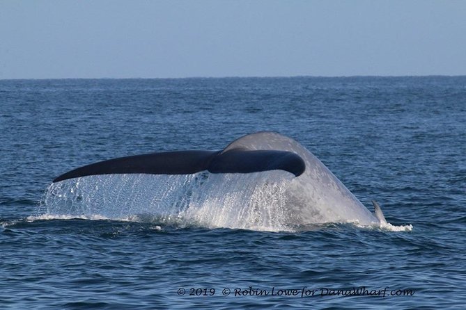 Whale Watching Excursion in Dana Point - Booking and Accessibility Details