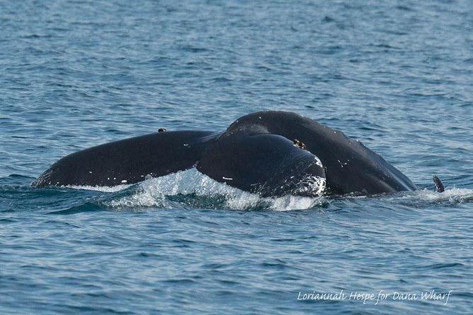 Whale Watching Excursion in Dana Point - Scheduling and Availability