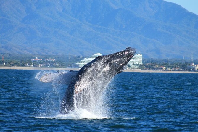 Whale Watching Expedition - Key Points