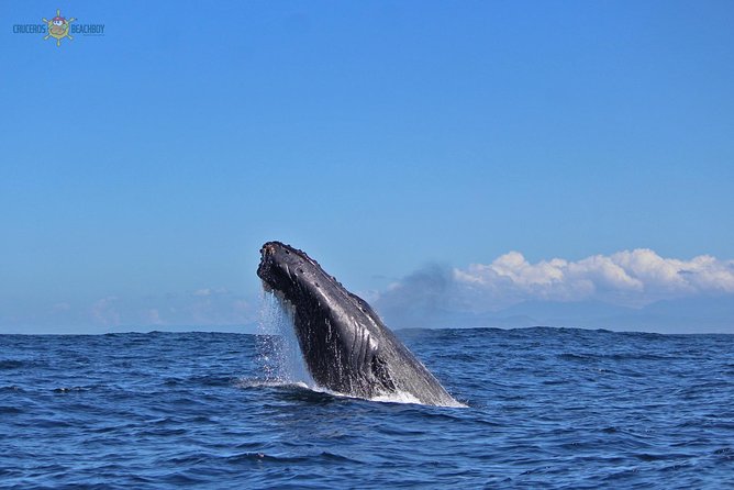 Whale Watching Expedition - Location Details