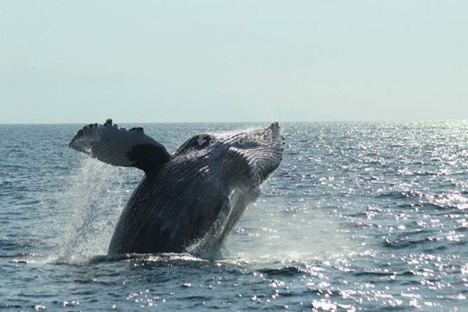 Whale Watching Expedition - Participation Guidelines