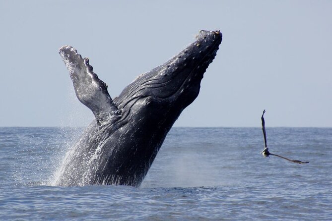 Whale Watching Expedition - Guest Reviews