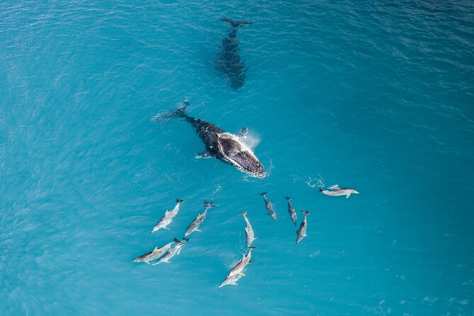 Whale Watching Expedition - Improvement Initiatives