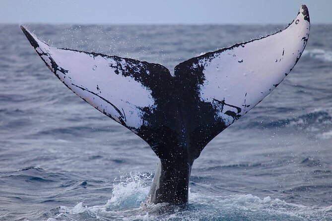 Whale Watching Expedition on Kauai - Inclusions and Amenities During the Tour