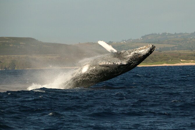 Whale Watching Expedition on Kauai - Wildlife Viewing Expectations