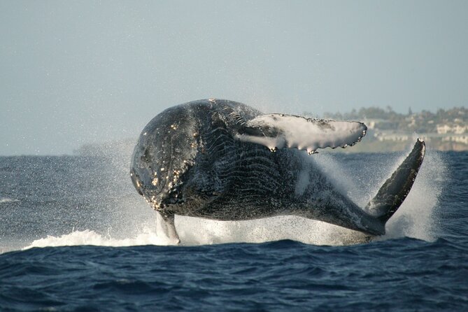 Whale Watching Expedition on Kauai - Health and Safety Considerations