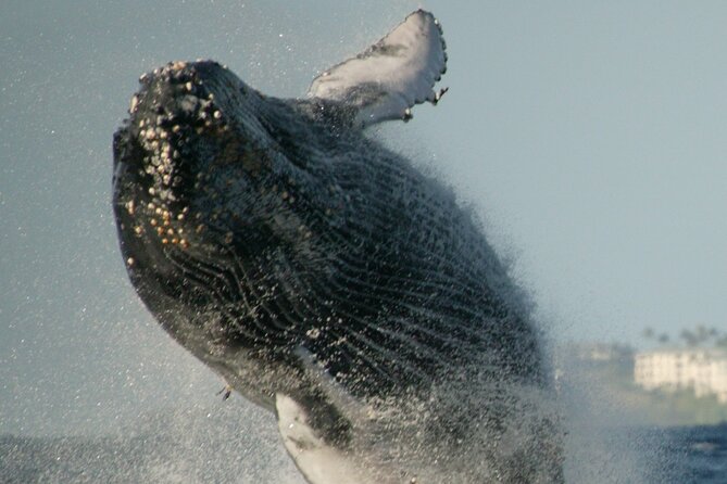 Whale Watching Expedition on Kauai - Booking and Cancellation Policies