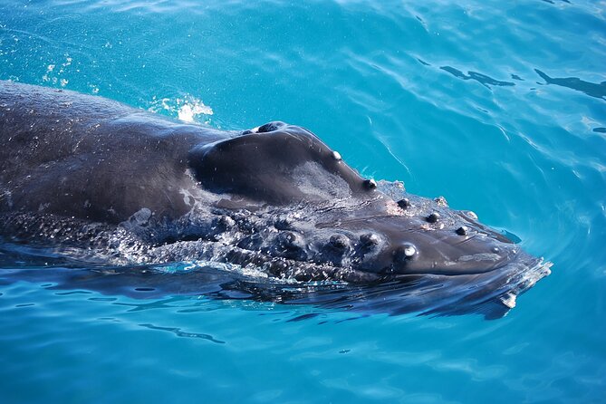 Whale Watching Expedition on Kauai - Tips for an Enjoyable Whale Watching Experience