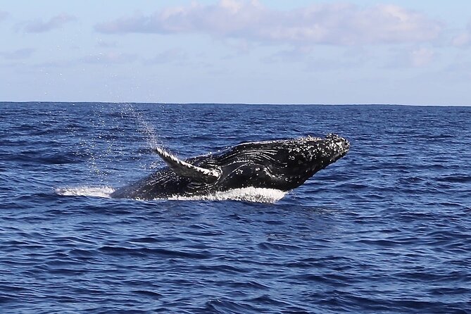 Whale Watching Expedition on Kauai - Frequently Asked Questions