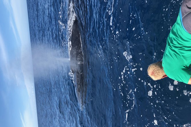 Whale Watching Experience - Viewing Humpback Whales