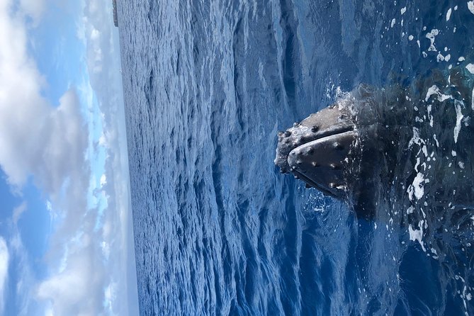 Whale Watching Experience - Excellent Views and Photos