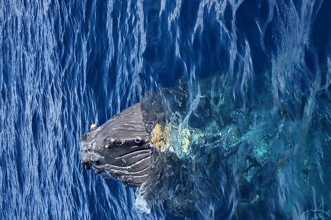 Whale Watching Experience - Schedule and Duration