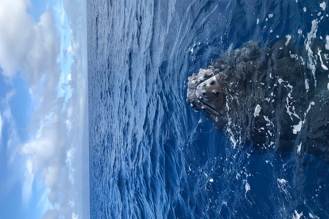 Whale Watching Experience - Exclusions and Limitations
