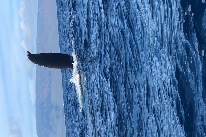 Whale Watching Experience - Tour Capacity