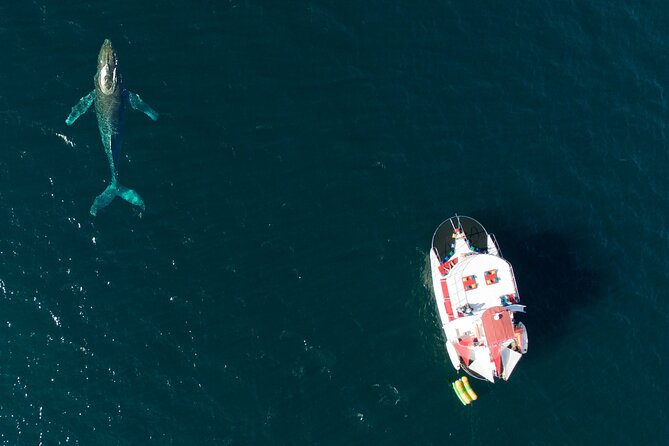 Whale Watching Experience All-Inclusive Adventure - Key Points