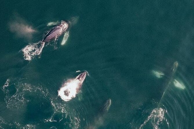 Whale Watching Experience All-Inclusive Adventure - Booking and Meeting Information