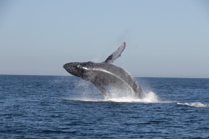 Whale Watching Experience All-Inclusive Adventure - Whale Watching Highlights