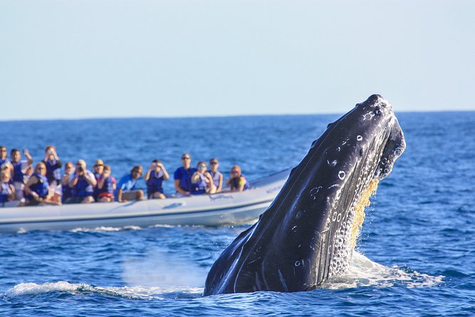 Whale Watching Experience - Tour Duration and Group Size