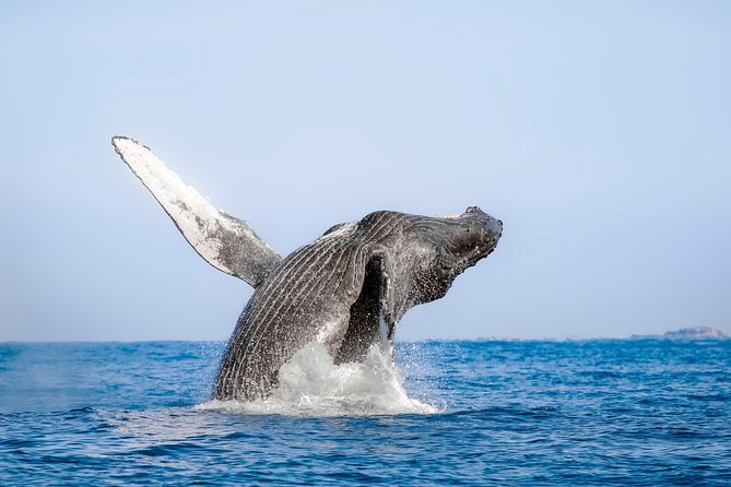 Whale Watching Experience - Health and Safety Guidelines