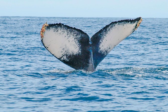 Whale Watching Experience - Meeting Point and Pickup Instructions