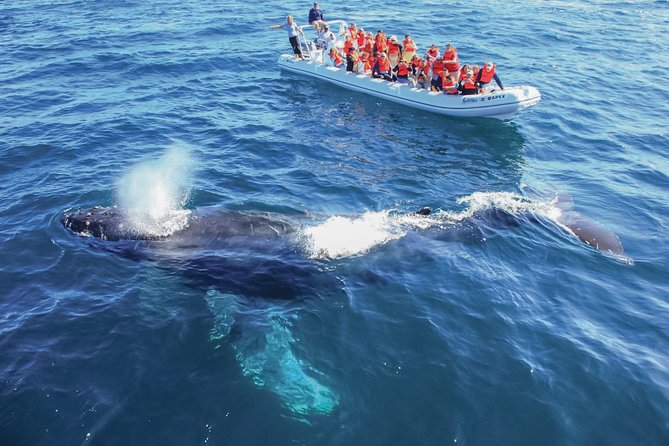 Whale Watching Experience - Key Highlights From Reviews