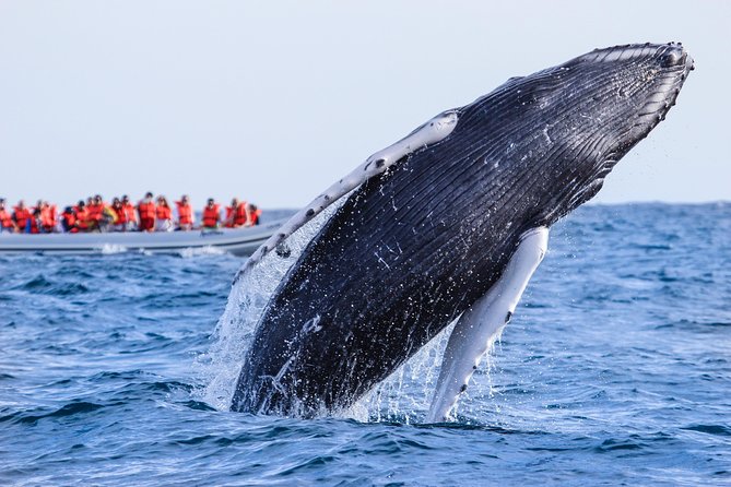 Whale Watching Experience - Banderas Bay and Whale Migration