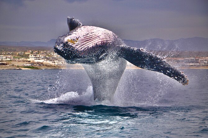 Whale Watching Experience in Cabo San Lucas - Inclusions