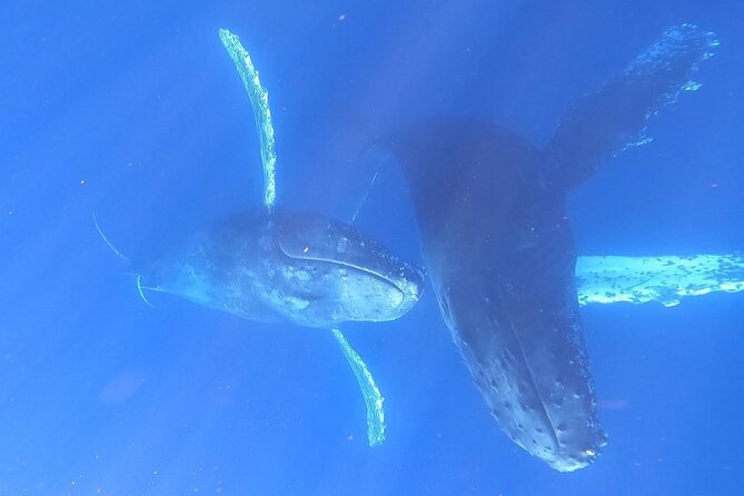 Whale Watching Experience in Cabo San Lucas - Operating Hours