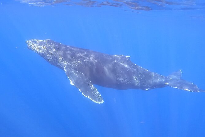 Whale Watching Experience in Cabo San Lucas - Positive Testimonials