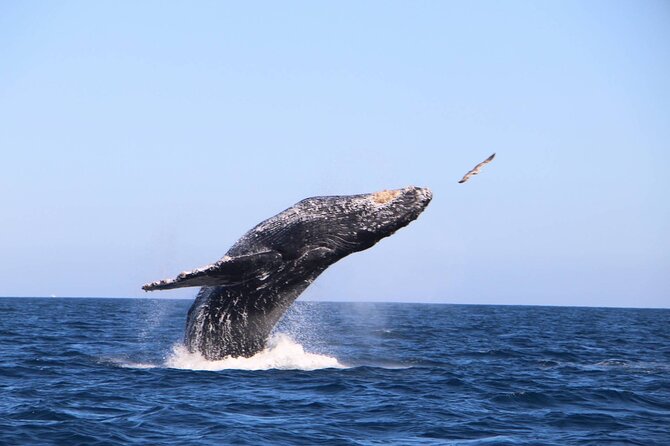 Whale Watching Experience in Cabo San Lucas - Tour Accessibility