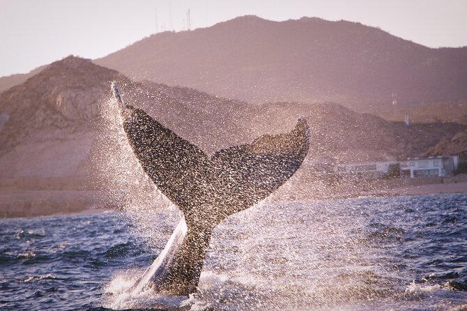 Whale Watching Experience in Cabo San Lucas - Infant and Medical Requirements