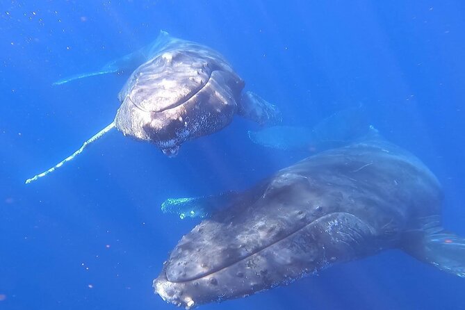 Whale Watching Experience in Cabo San Lucas - Booking and Confirmation