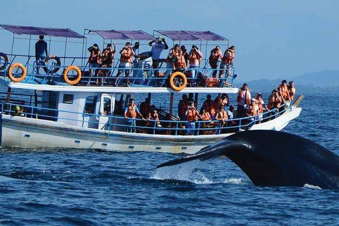 Whale Watching Experience in Mirissa - Wildlife Sightings Opportunities