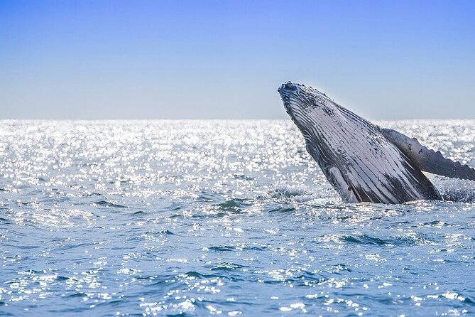 Whale Watching Experience Samana Bay With Lunch From Boca Chica - Meeting Point and Transportation