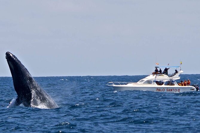 Whale Watching Experience Samana Bay With Lunch From Boca Chica - Samana Bay and Cayo Levantado