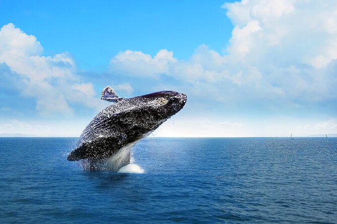 Whale Watching Experience Samana Bay With Lunch From Boca Chica - Safari and Horseback Riding