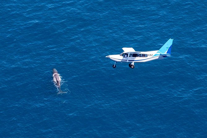 Whale Watching Flight in Kaikoura - Key Points