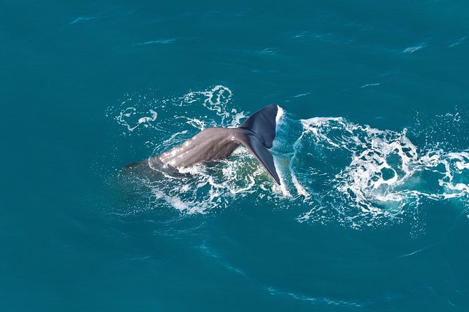 Whale Watching Flight in Kaikoura - Meeting and Pickup