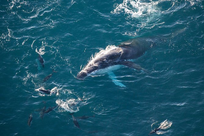Whale Watching Flight in Kaikoura - Pricing and Cancellation